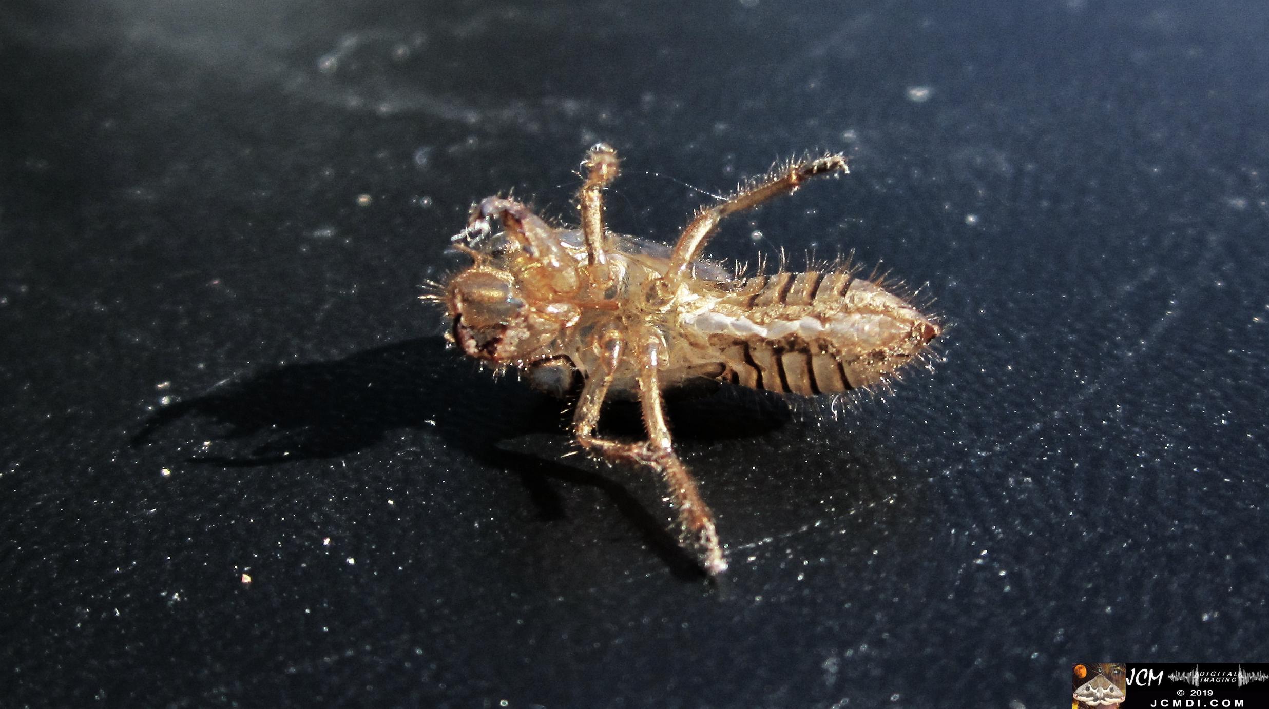 A molted Cicada Skin, Santa Clarita, CA